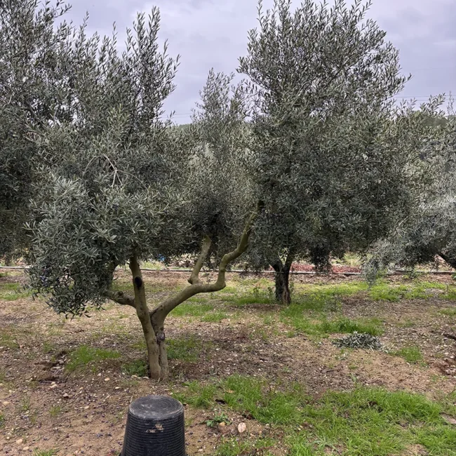 JM Jardines y Piscinas